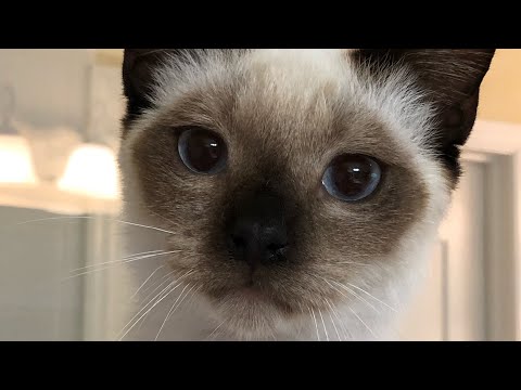 Sweet Siamese Dumped at Colony!