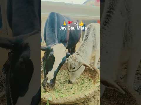 Hail @Gau Mata 🙏🚩🐄👍 God# Protect Mother Cow @karna
