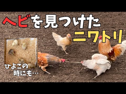 鶏にとって有毒な食べ物は何ですか?  庭園