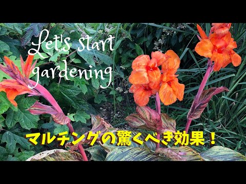 園芸 マルチング、庭づくり成功の秘訣