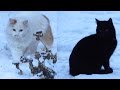 Cats Walking On The Snow Black Cat And White Cat
