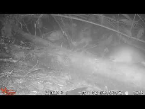 Dasypus novemcinctus, Gurre, Armadillo. La Honda, El Carmen de Viboral