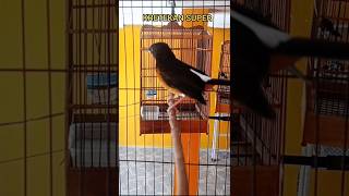 Download lagu Kretekan murai ribut untuk mancing emosi murai gak bunyi langsung nyahut#Shorts mp3