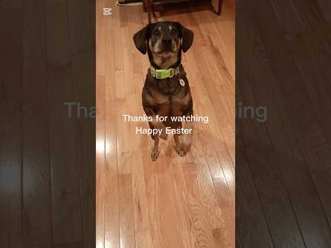 Happy Easter Dog Meme