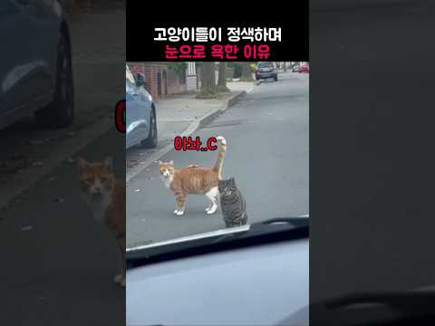 고양이가 눈으로 욕한 이유