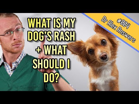 What Is Causing My Dog's Skin Rash?- Dog Health Vet Advice