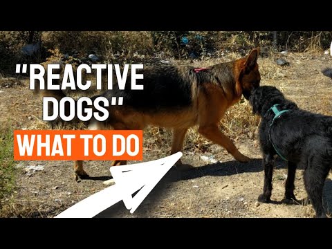 YouTube video about: Why does my dog cry when he sees another dog?