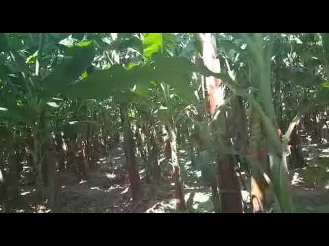 download lagu mp3 mp4 Musa Paradisiaca, download lagu Musa Paradisiaca gratis, unduh video klip Musa Paradisiaca