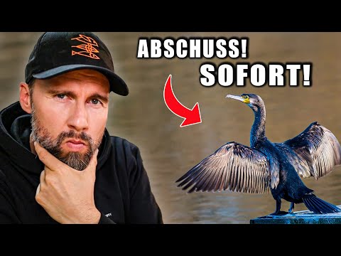 ANGLER wollen KORMORANE ABSCHIEßEN – Diese Argumente sind FALSCH | Robert Marc Lehmann