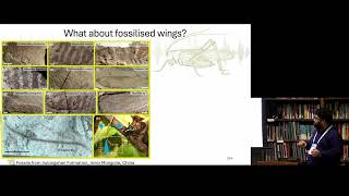 Reconstruction of extinct bush-cricket calls reveals ultrasonic communication in the Jurassic