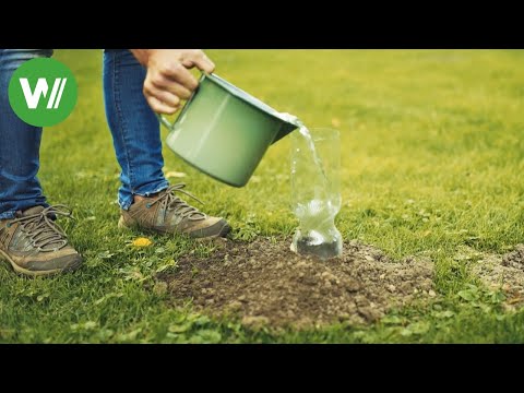 Was hilft gegen Maulwürfe und Wühlmäuse? Lavendel und Meerrettich