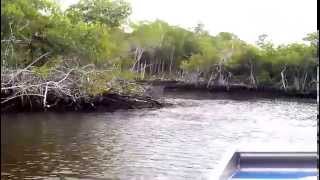 preview picture of video 'Everglades Airboat Ride'
