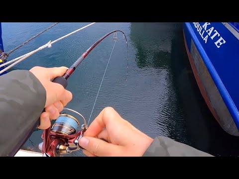 Harbour Fishing Around Gnarly Structure!!!