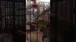 Download lagu ngecir cocok untuk pancingan pleci mp3