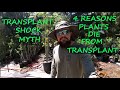 Gardening Myths Blaming Everything On Transplant Shock 4 Reasons Your Plant Died After Transplant