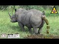 Territorial Triumph Witness A Majestic Southern White Rhino Bull Defining His Domain