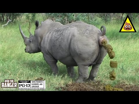 az emberi vékonybél parazitái