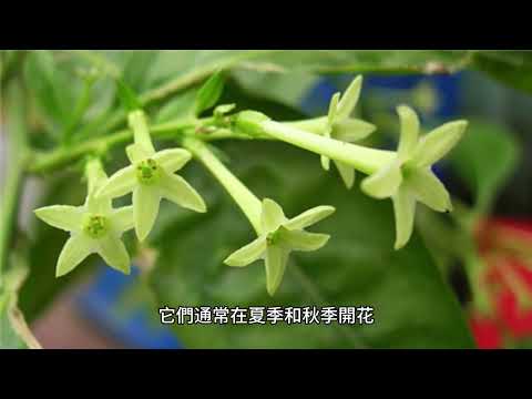 夜間開花植物