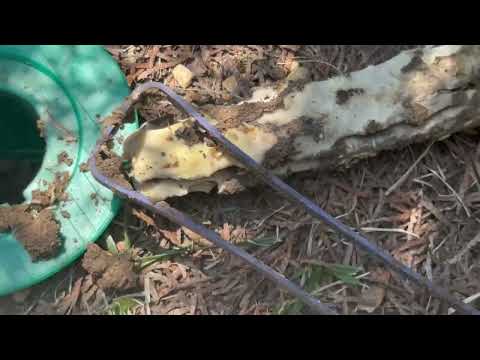 Termites Snacking on Sentricon® Station in Somerville, NJ