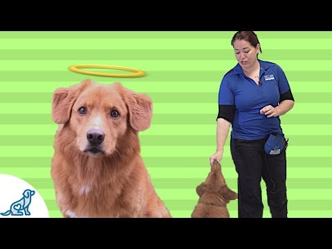 YouTube video about: How to keep dog treats soft?