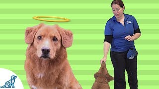 How To Teach Your Dog To Take Treats Gently