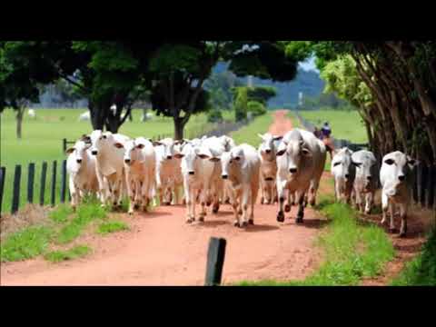 Paraná Do Norte - Biá e Dino Franco