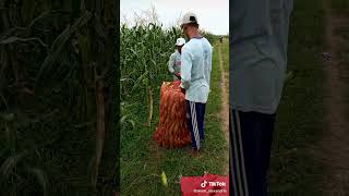 Download lagu iklim - kerana takdir mp3