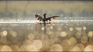 Holy (Mike Oldfield).