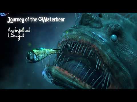 Journey of the Waterbear - Turntable Anglerfish/Lanternfish