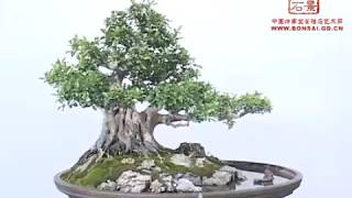 Download lagu Cinese Bonsai - Part 1_ Guangdong Qingyuan Zheng Yongtai bonsai bonsai garden mp3