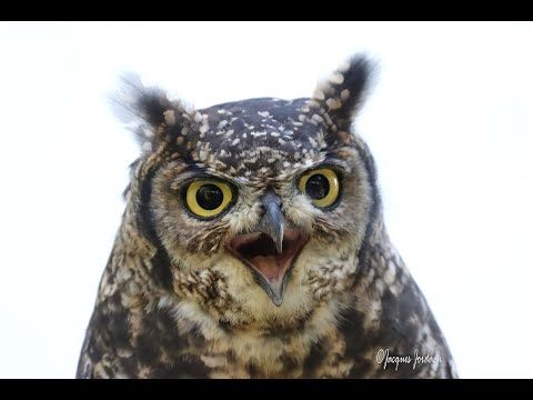 Spotted Eagle Owl Bubo africanus