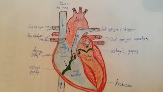 Ürək və qan damarları | DİM Test toplusu izahı(5-31)