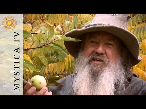 Wolf-Dieter Storl - The Apple | MYSTICA.TV