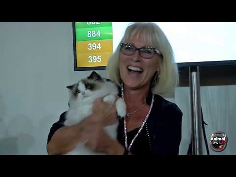FIFe World Cat Show 2017 - Nominations Category 1