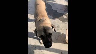 English Mastiff Puppies Videos