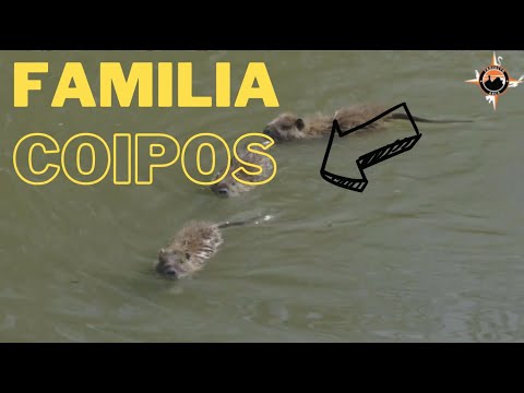 Familia de Coipos en Cartagena