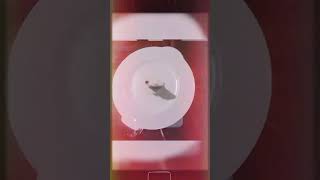 Download lagu membuat just buah naga mp3