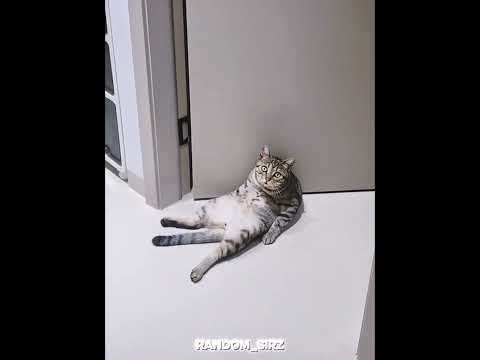 Reel tagged #pets