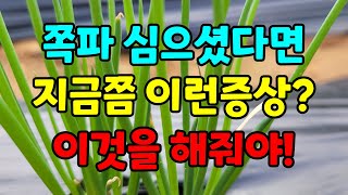 쪽파 올라올때 잎끝이 노랗게 마를경우 대처방법! 쪽파병충해 살균제