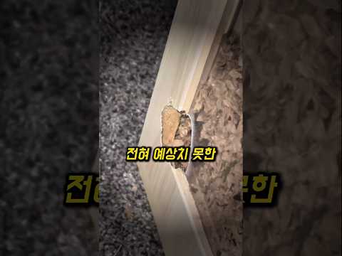 탈출한 반려동물의 흔적 끝에 마주한 충격적 광경