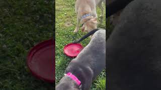 Video preview image #1 Mutt Puppy For Sale in Virginia Beach, VA, USA
