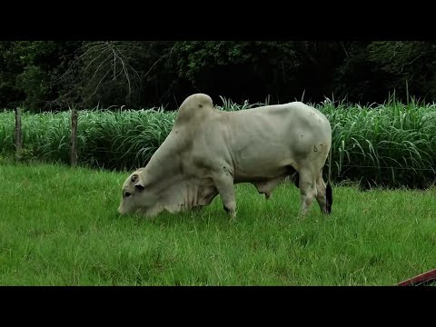 RAZA NELORE RANCHO ACAJURE    SAN CARLOS DE GUAROA   META