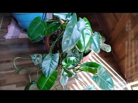 mostrando minhas plantas na área de lazer  folhagens ta muito lindas e verdinhas!!!