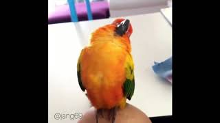funny cute parrots
