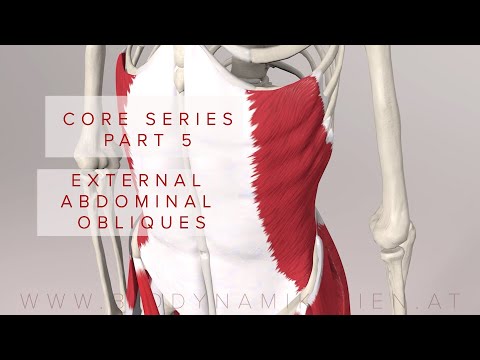 Core Series Part 5: External Abdominal Oblique Muscles (3D Animation)