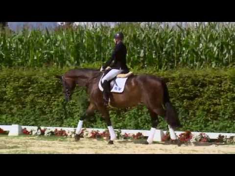 28 Royalin  Stute v. Royal Doruto - Hochadel