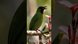 Download lagu Cucak Ijo Therapy | Healing Suara Burung untuk Emosi dan Stres #relaksasi #stressrelief #birdsounds mp3