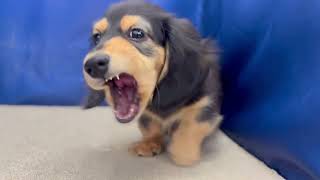 ミニチュアダックスの動画02