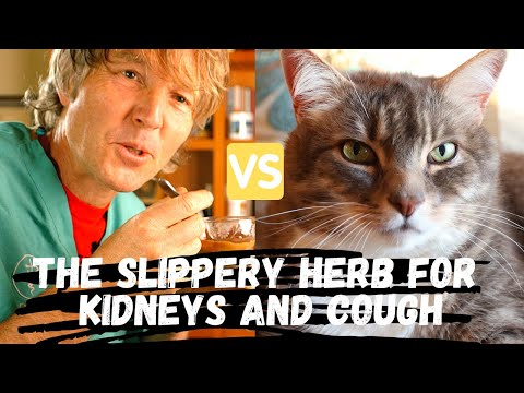 Slippery Elm for Cat Kidney Disease and Dog Coughing