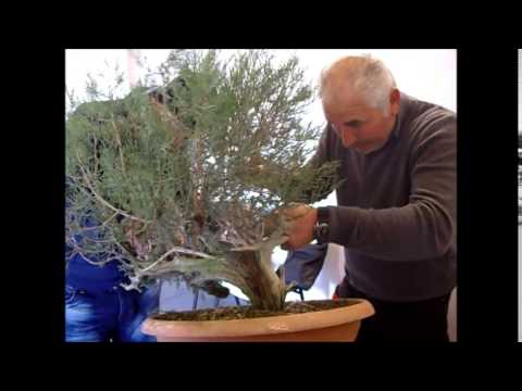 Bonsai Exhibition Vittoria Sicily 2015 Demo 4